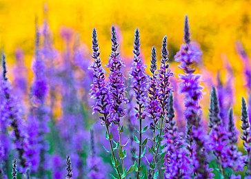 重生测试锁区对作弊的影响 意在提高《Apex英雄》竞技质量